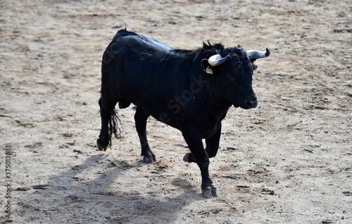 Wallpaper Mural spanish black bull Torontodigital.ca