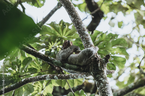 Sloths in the Costa Rican Jungle photo