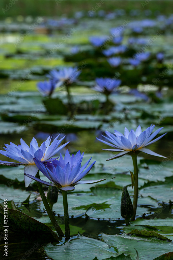A photograph of blue water lilies with beautiful reflection A photograph of blue water lilies with beautiful reflection