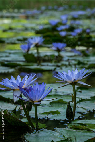 A photograph of blue water lilies with beautiful reflection