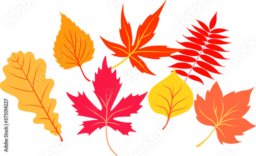 autumn background logo template vector illustration. Autumn leaves set isolated on white background. Simple cartoon flat style.