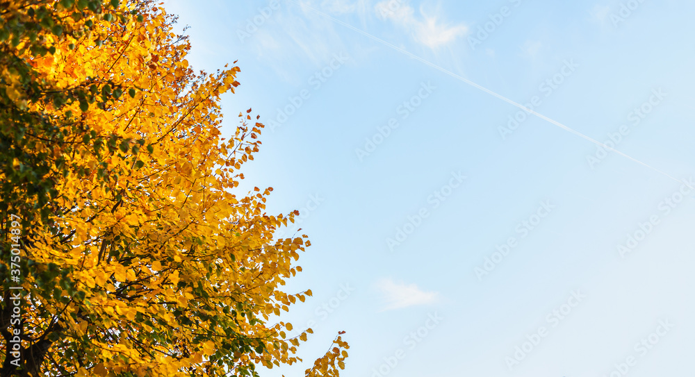 Deciduous trees in autumn change the color of their leaves from green to yellow environmental protection cycle of nature beech autumn mood walk life landscape park health change of the seasons Deciduous trees in autumn change the color of their leaves from green to yellow environmental protection cycle of nature beech autumn mood walk life landscape park health change of the seasons