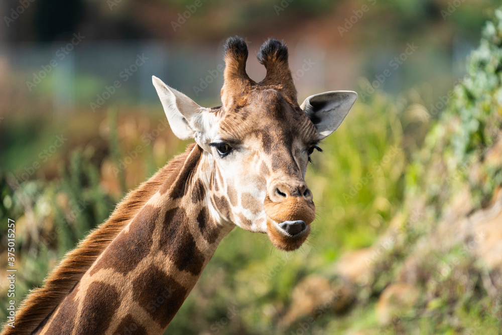 Giraffe looking at the camera and sticking out his tongue Giraffe looking at the camera and sticking out his tongue