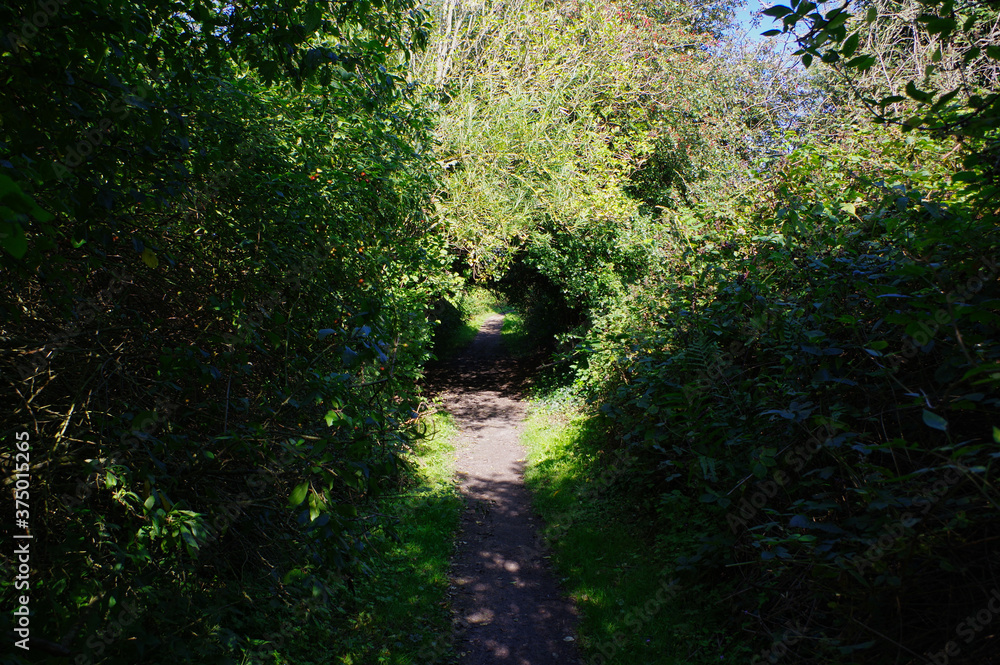 Fototapeta premium hidden pathway