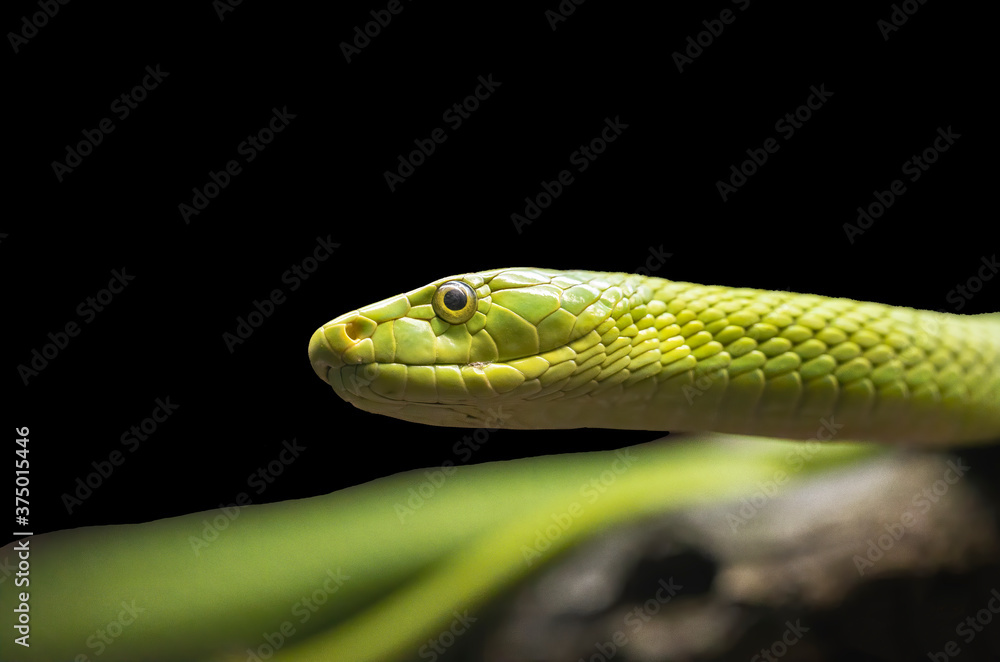 Green Mamba Green Mamba
