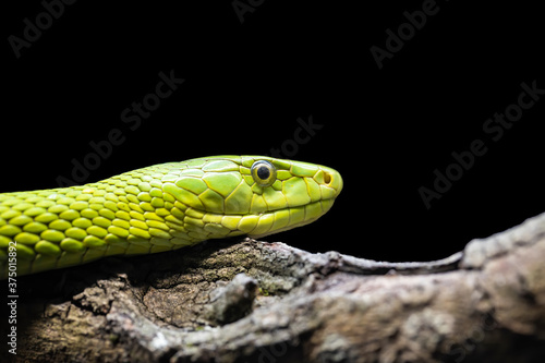 Green Mamba