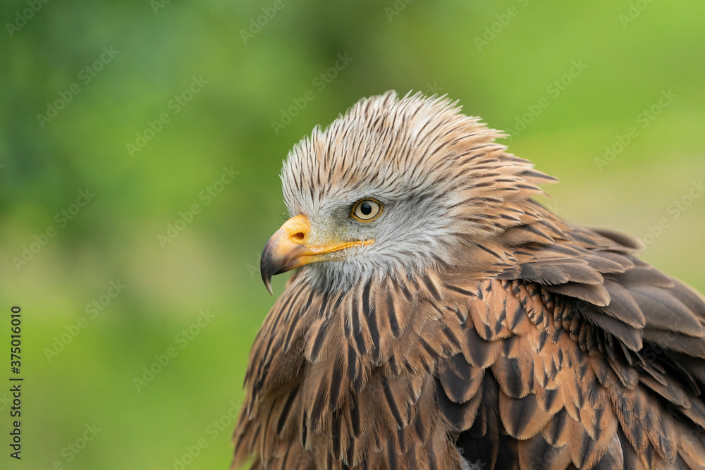 Red kite portrait Red kite portrait