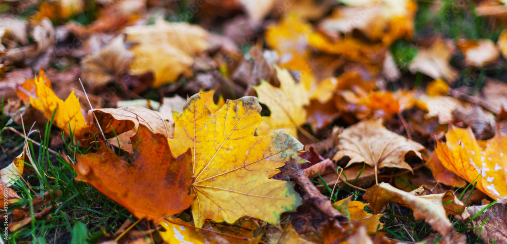 Yellow leaves of the maple tree are scattered on the grass-covered forest floor in autumn thanksgiving mood forest walk health autumn vacation change of seasons depression cycle charming background Yellow leaves of the maple tree are scattered on the grass-covered forest floor in autumn thanksgiving mood forest walk health autumn vacation change of seasons depression cycle charming background