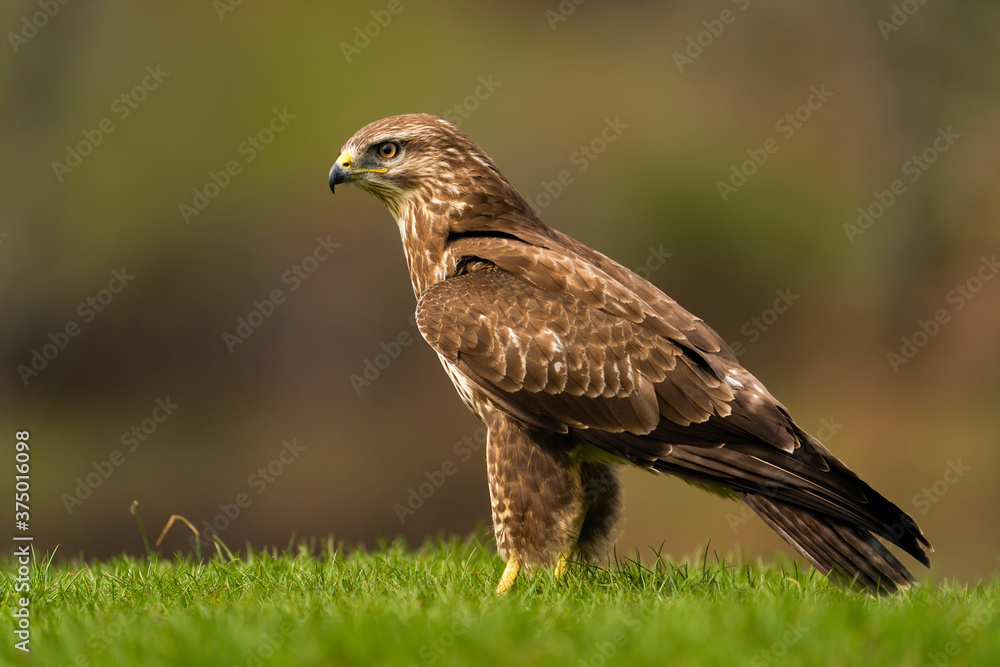 Common buzzard in natural habitat Common buzzard in natural habitat