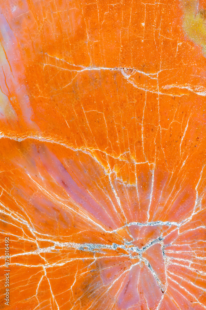 Macrophotograph of the detail of a petrified wood from Arizona Macrophotograph of the detail of a petrified wood from Arizona