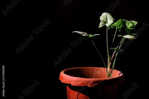 flower in a pot (ID: 375016448)