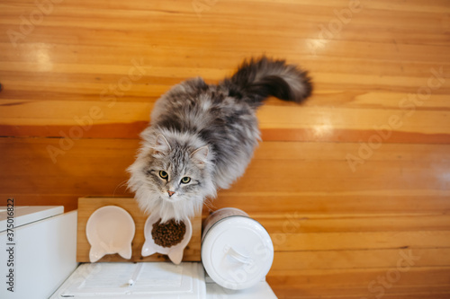 Siberian cat eating inside