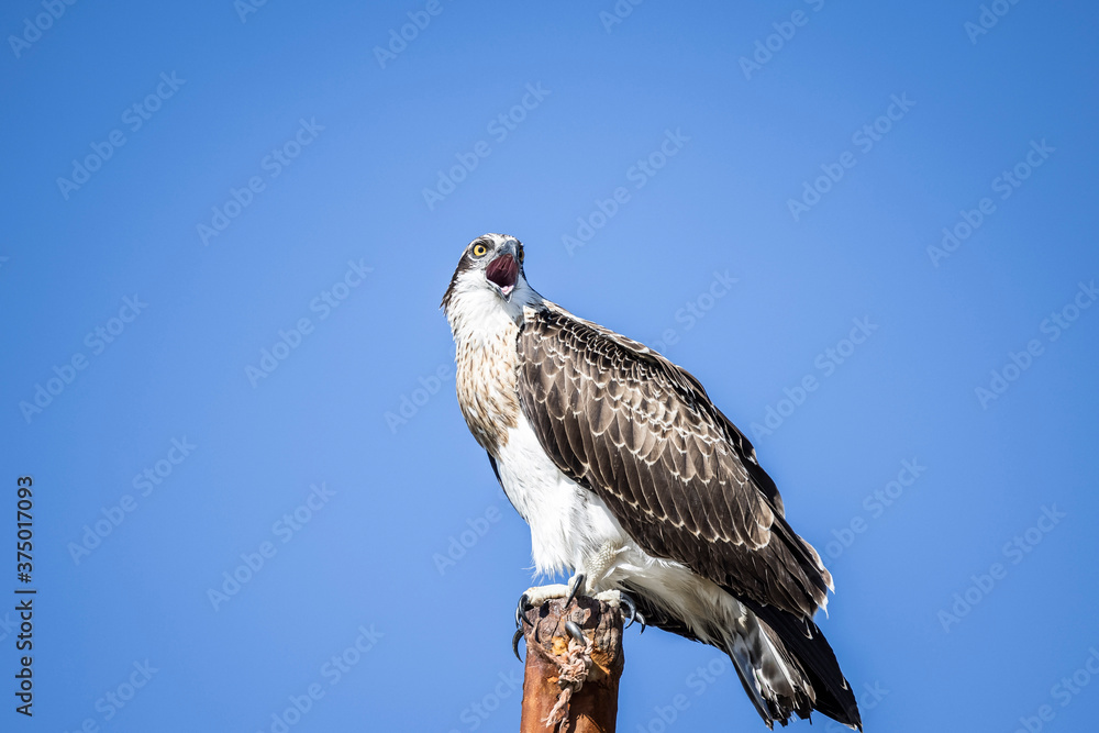 Large Osprey perched on post with blue sky Large Osprey perched on post with blue sky