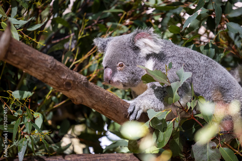 Fototapeta Naklejka Na Ścianę i Meble -  Baby koala climbing and eating around a tree with eucalyptus leaves