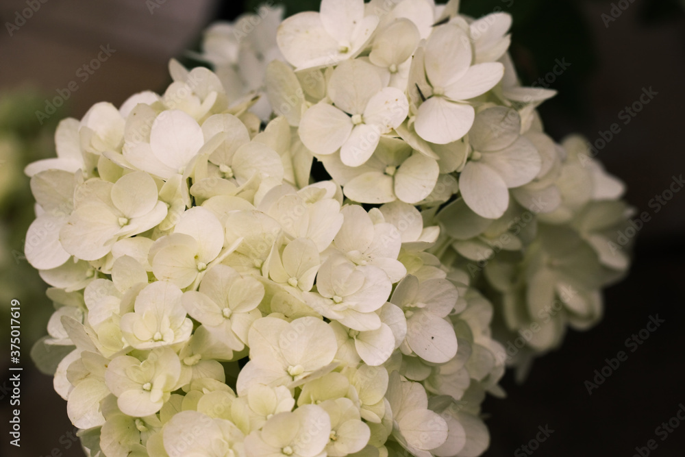 close-up of hydrangea flowers from the garden center. close-up of hydrangea flowers from the garden center.