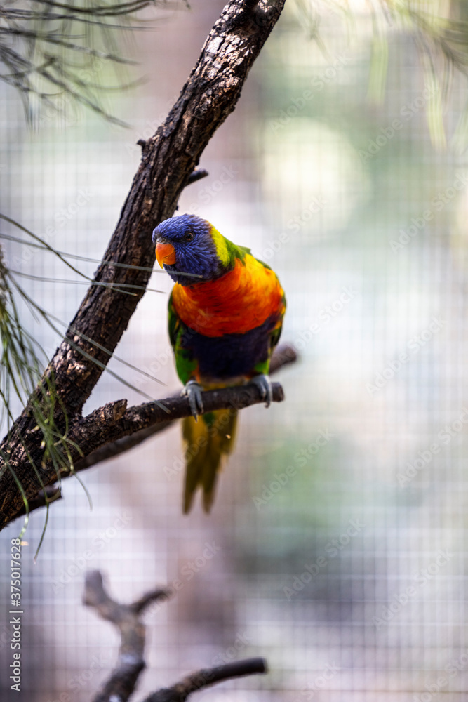 Obraz premium Rainbow lorikeet closeup perched on tree branch