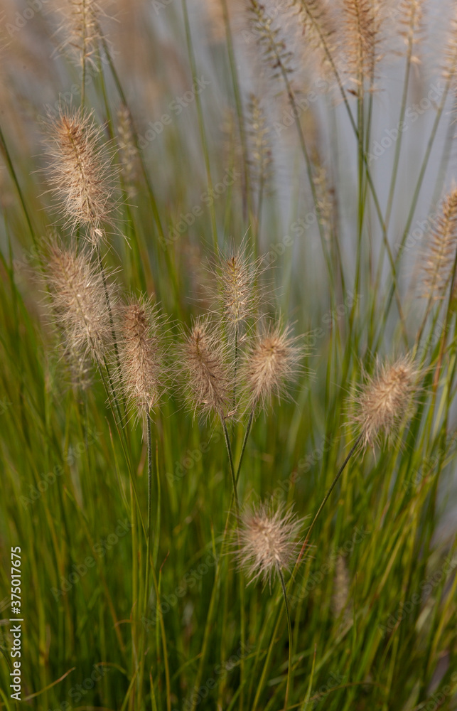 wheat field in the wind wheat field in the wind