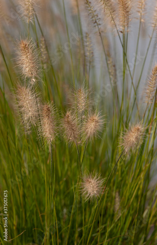 wheat field in the wind