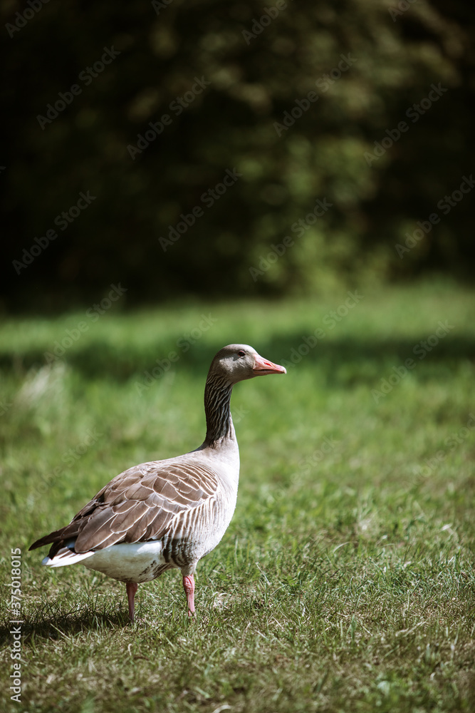 Greylag Goose Greylag Goose
