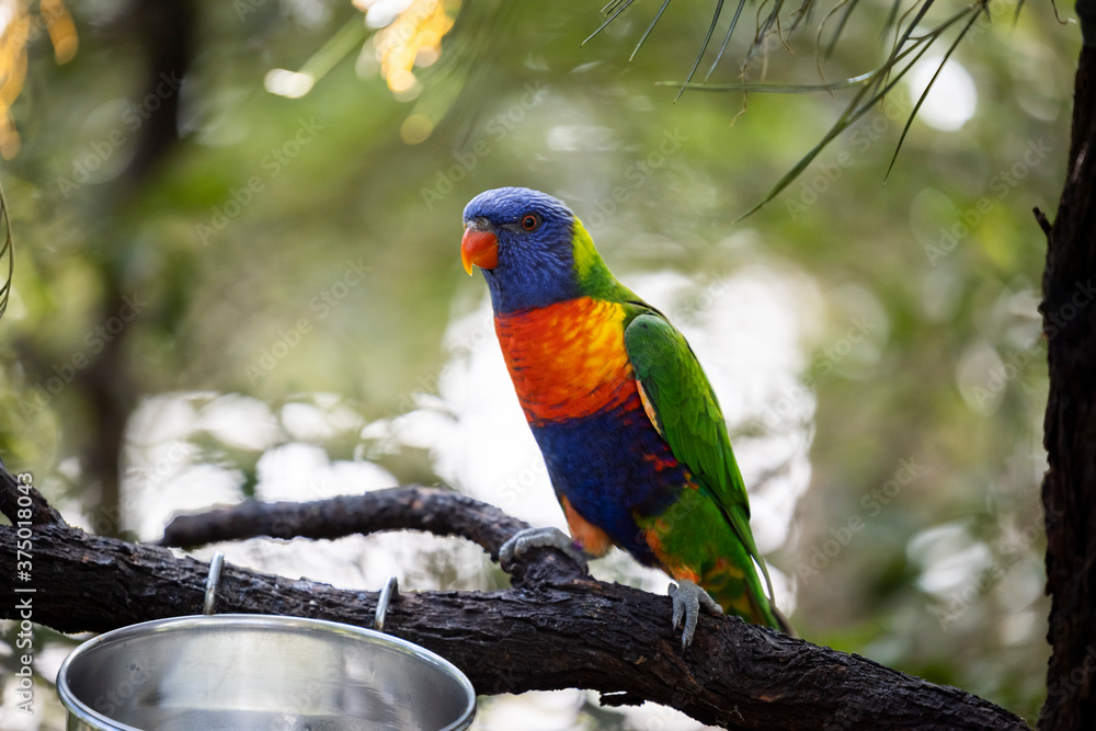 Rainbow lorikeet closeup perched on tree branch Rainbow lorikeet closeup perched on tree branch