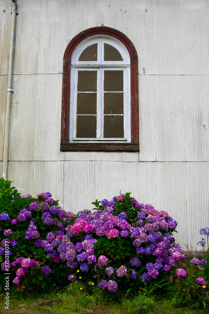 Hydrangea (Hortensia) flowers and an old window. Puerto Varas, Chile Hydrangea (Hortensia) flowers and an old window. Puerto Varas, Chile