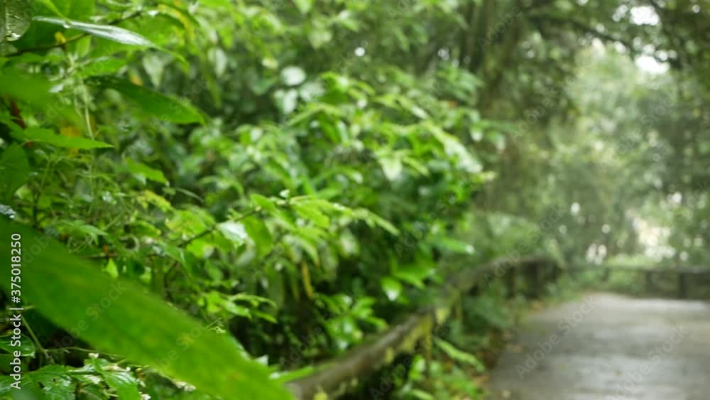 Beautiful rain forest at Ang ka nature trail in Doi Inthanon National Park, Thailand.
