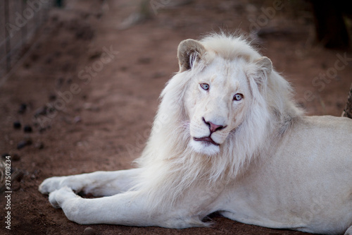 Obraz na plátně African white lion, rare and endangered