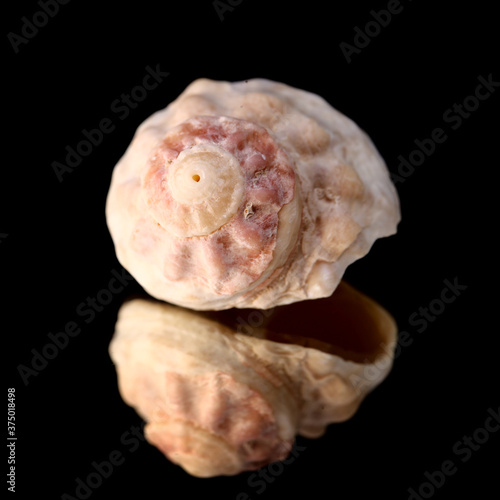 Sea snail shell isolated on black