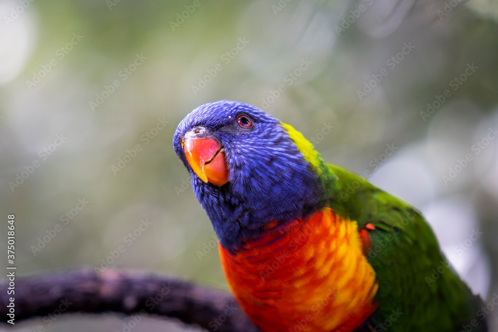 Rainbow lorikeet closeup perched on tree branch Rainbow lorikeet closeup perched on tree branch