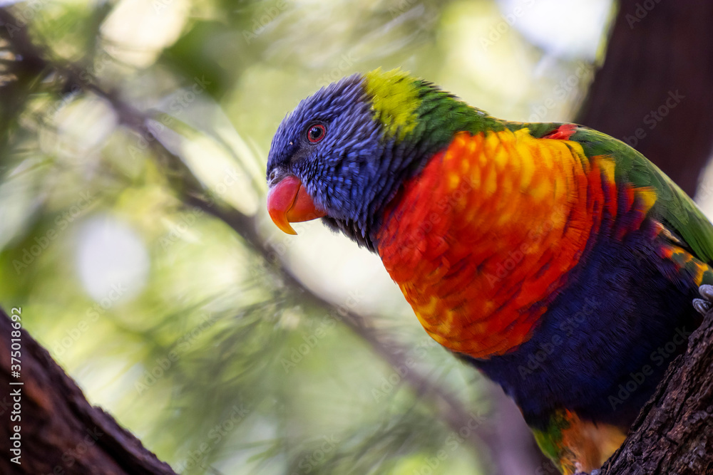 Naklejka premium Rainbow lorikeet closeup perched on tree branch 