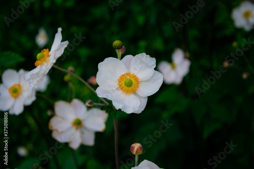 View of Japanese Anemones or windflowers  Anemone hupehensis 