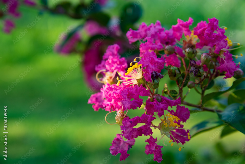 百日紅の花