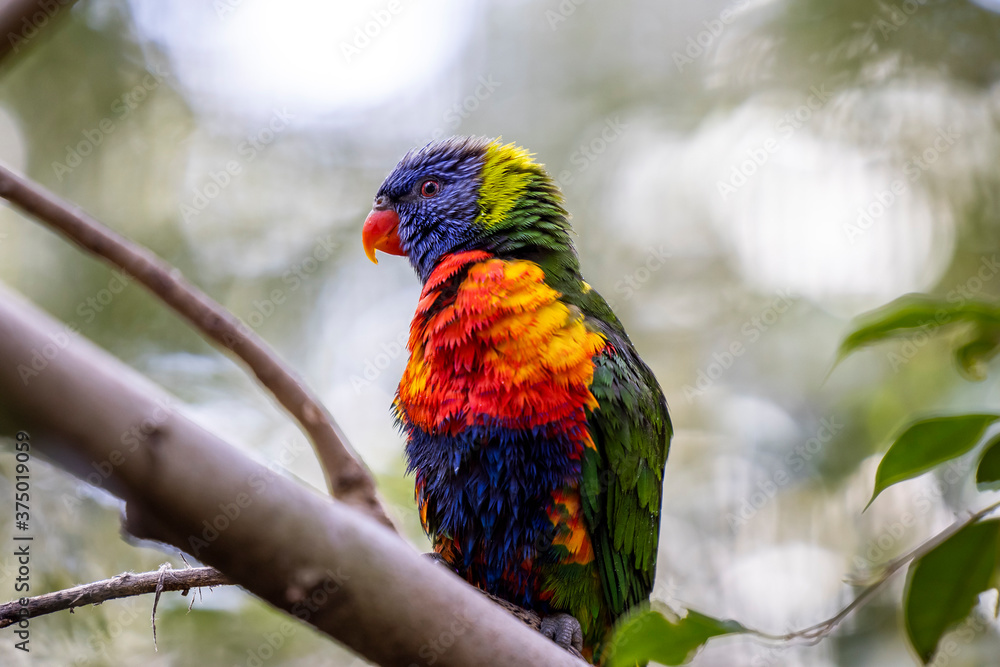 Rainbow lorikeet closeup perched on tree branch	