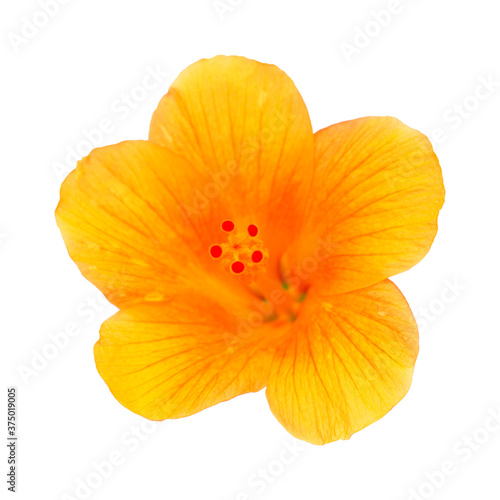 Yellow hibiscus flower isolated on white 