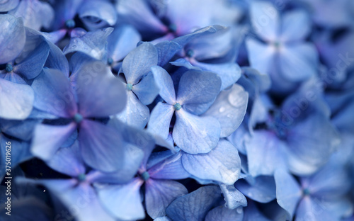 Natural floral background of blue flowers of Hydrangea macrophylla  bigleaf hydrangea