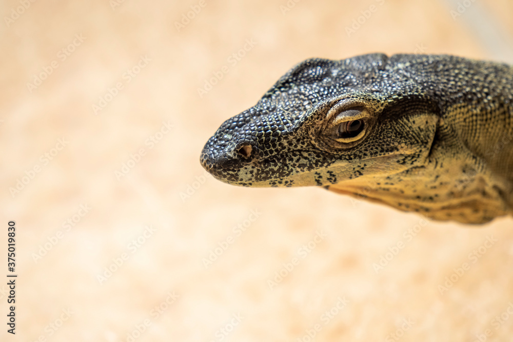 Fototapeta premium Close up of Monitor Lizard