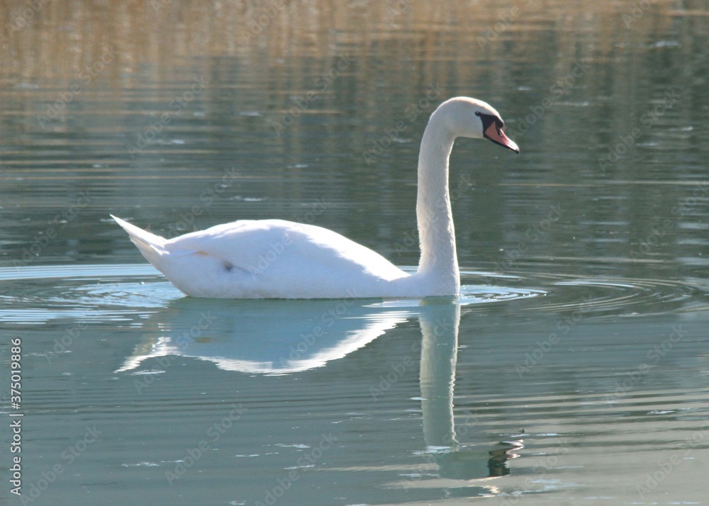 Fototapeta premium swan on the lake