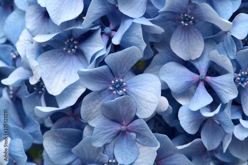 Fotografiet blue french hydrangea background