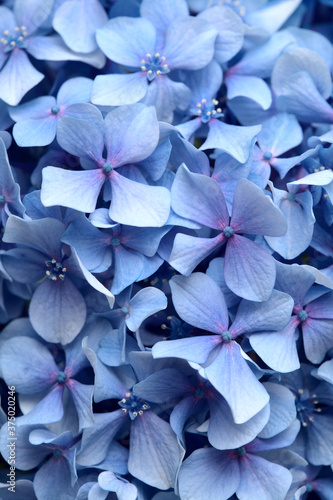 Natural floral background of blue flowers of Hydrangea macrophylla, bigleaf hydrangea photo