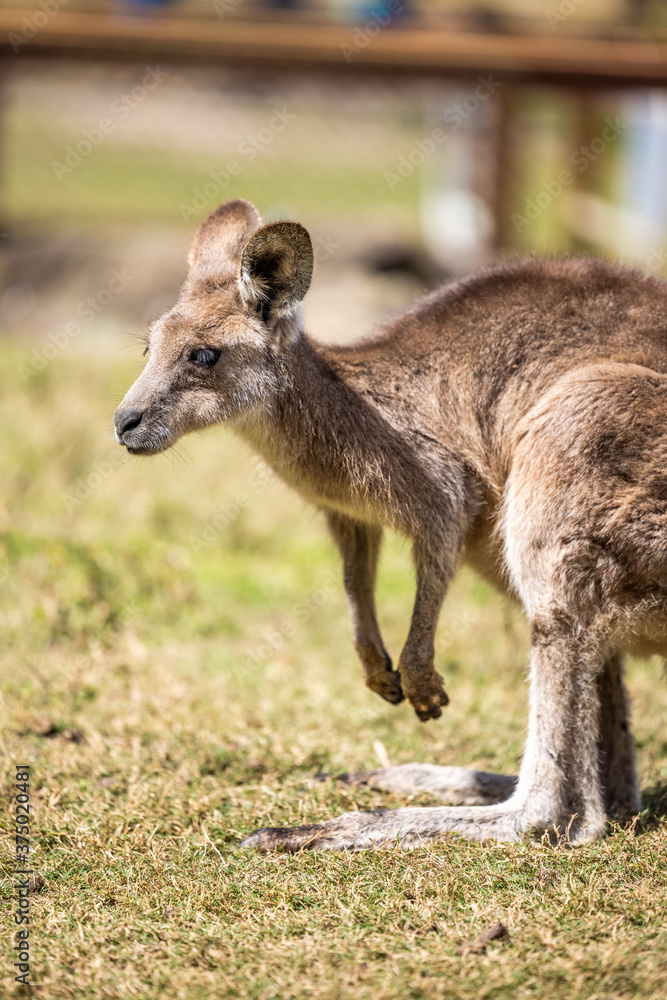 Kangaroo Joey on the Gold Coast, Australia