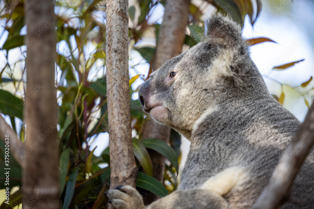 Obraz premium Baby koala climbing and eating around a tree with eucalyptus leaves