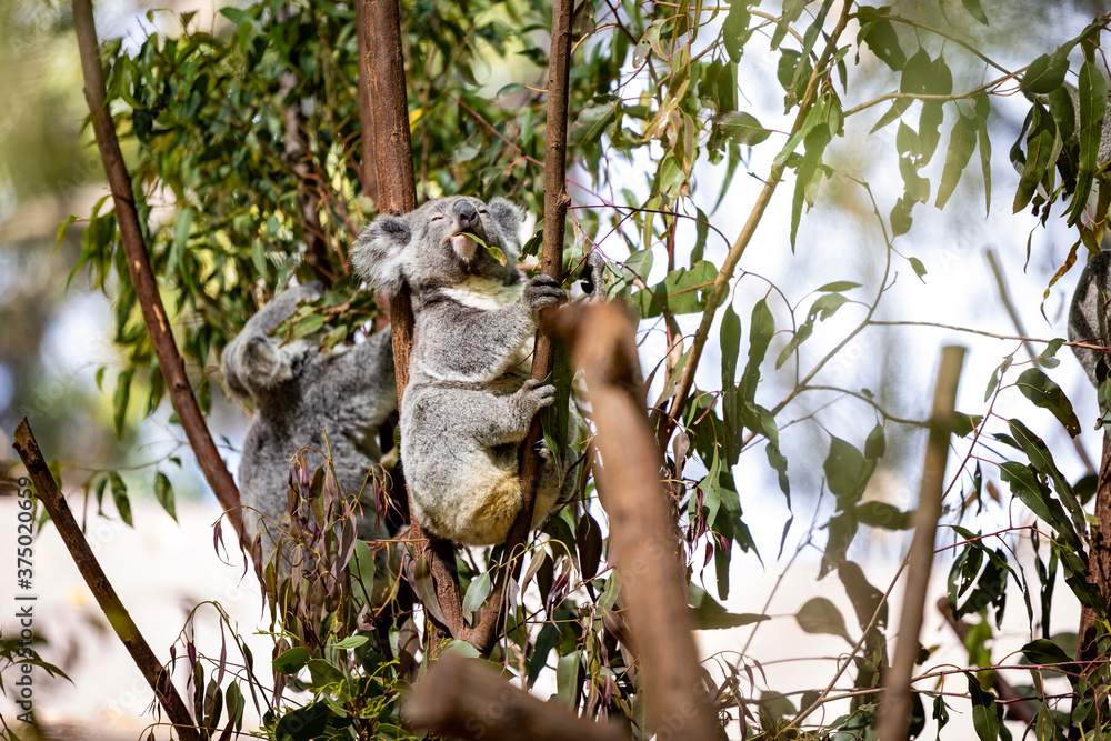 Baby koala climbing and eating around a tree with eucalyptus leaves Baby koala climbing and eating around a tree with eucalyptus leaves