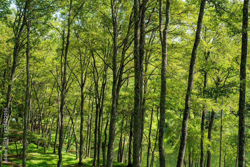 Lakeside temperate forest surrounded by soft light Lakeside temperate forest surrounded by soft light