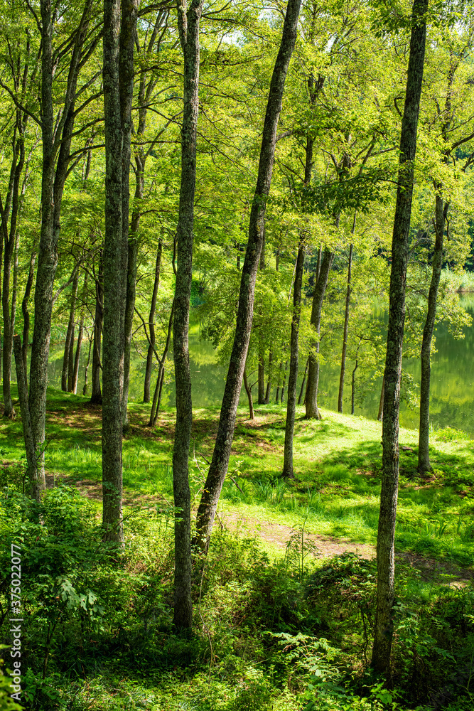 Temperate forest surrounded by pale light Temperate forest surrounded by pale light
