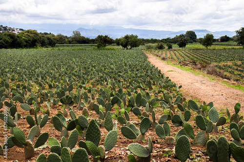 Agricultura plantío de nopal Morelos México campo verde nubes  photo