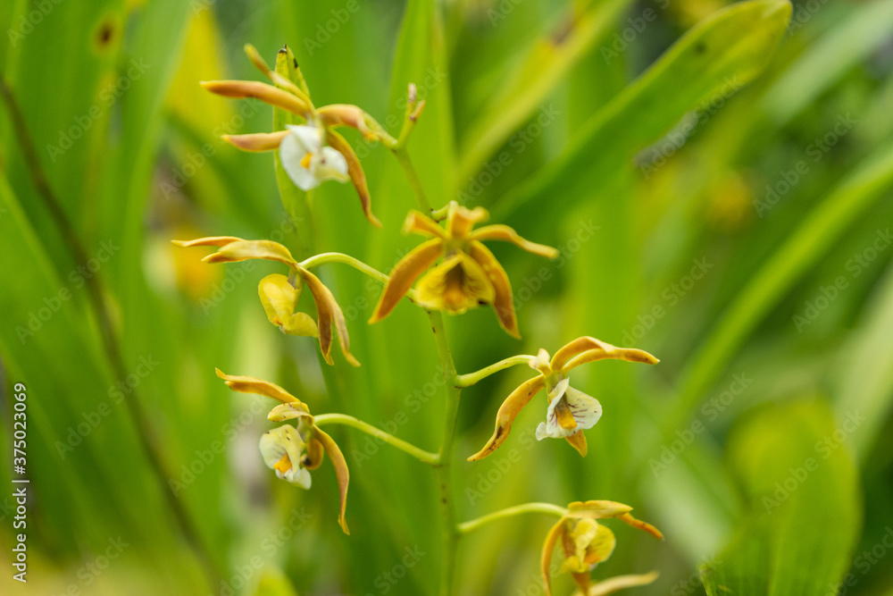 orquidea orquidea