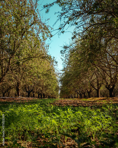 Billede på lærred almond orchards