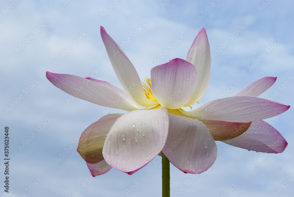 Fototapeta premium 大賀ハス