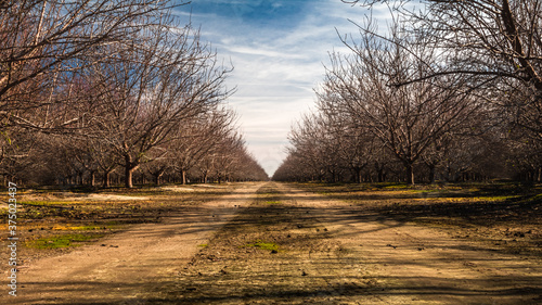 almond orchards during winter photo