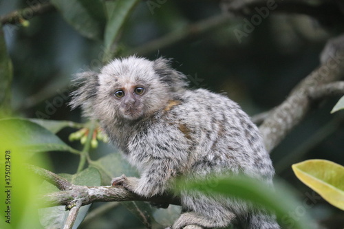 white tailed macaque